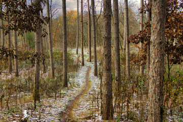 Autumn landscape of the forest with a light dusting of snow along a pine woods Segment of the Ice Age Trail in Wisconsin.