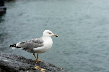A seagull sits on a stone against the backdrop of the sea.