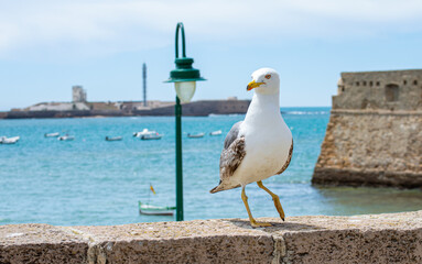 Seagulls on La Caleta beach in city center in Cadiz, Spain