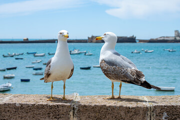 Seagulls on La Caleta beach in city center in Cadiz, Spain