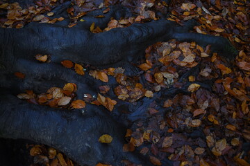 balade en for&ecirc;t en Ecosse 