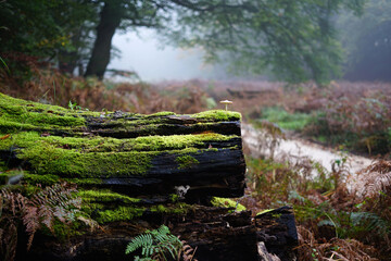 Tiny little mushroom growing brave on a big tree trunk overgrown with moss in autumn