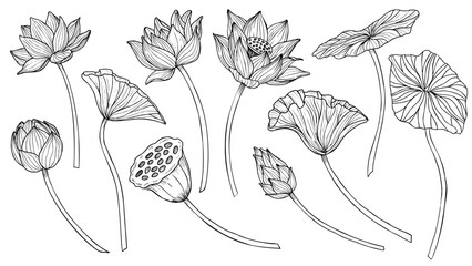 Lotus vector set. Linear drawing with flowers and leaves in black and white colors. Engraved illustration of water lily in outline style for spa or Zen design. Monochrome etching for icon or logo.