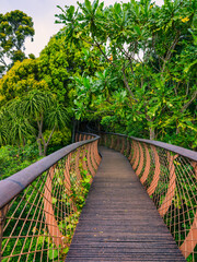 Vertical shot of winding Canopy Walkway through trees and thick bush in Kirstenbosch National Botanical Garden, Cape Town, South Africa