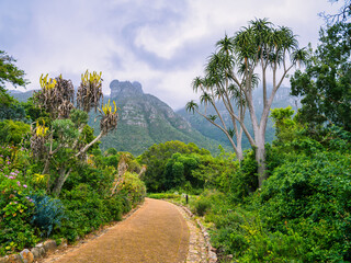 Fototapeta na wymiar Winding pathway leading to the mountain in Kirstenbosch National Botanical Garden, Cape Town, South Africa