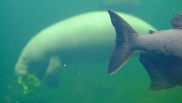 Dugong floats in blue water and eat lettuce leaves in Duisburger zoo in GermanyHigh quality 4k footage