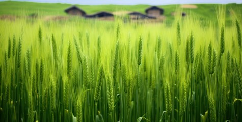 Fototapeta na wymiar Organic Farming: Lush Wheat Field and Barns