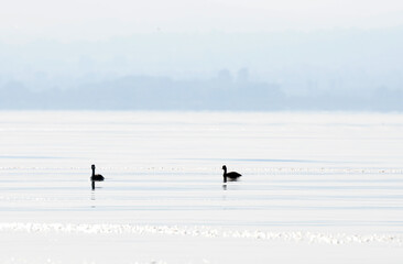 A view of a bird living in Uluabat Lake in Bursa, Turkey