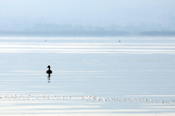 Fototapeta na wymiar A view of a bird living in Uluabat Lake in Bursa, Turkey