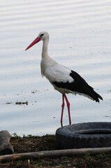 A view of a bird living in Uluabat Lake in Bursa, Turkey