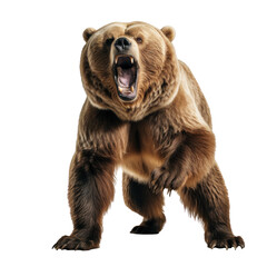 bear standing on its hind legs and growling isolated