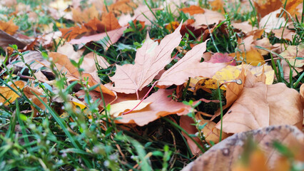 botany, autumnal, beautiful, background, autumn leaves, autumn, nature, flower, pattern, texture, leaf, leaves, yellow, fall, seamless, wallpaper, colorful, color, season, design, wall, illustration, 