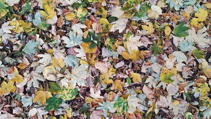 grass and leaves. autumn background
