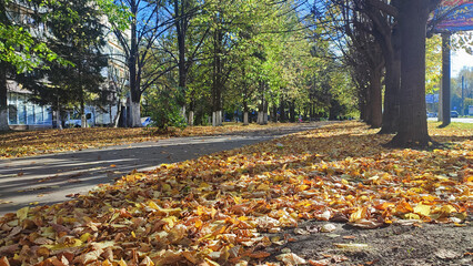 The road through the autumn park with fallen leaves 
