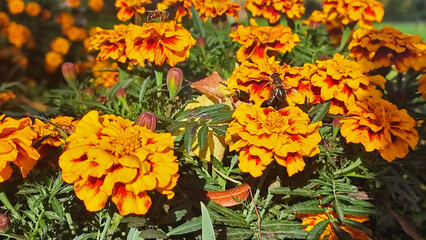 beautifull yellow calendula with leaves