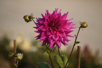 Dahlia flower or Dahlia Sylvia  