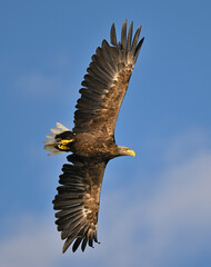 White-tailed eagle hunting for fish in the waters of the Szczecin Lagoon. Poland. - obrazy, fototapety, plakaty