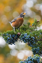 American Robin feeding with juniper berries 
