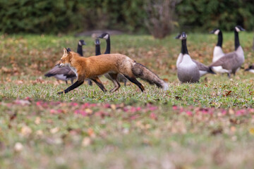Red fox hunting canada goose 