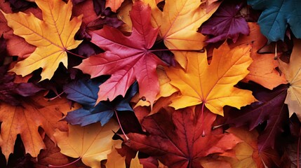 Naklejka na ściany i meble Autumn leaves lying on the floor 