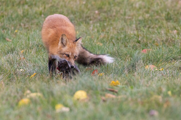 Red fox hunting squirrel in autumn