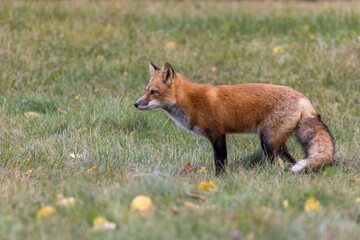 Red fox in autumn