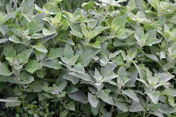 White goosefoot (Chenopodium album) grows in nature