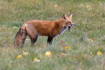Red fox hunting squirrel in autumn