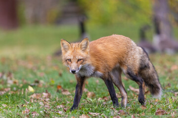Red fox hunting canada goose 