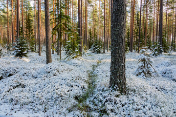 Naklejka premium pine forest in winter, traces in the snow