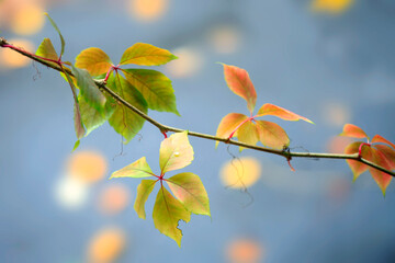 Colorful autumn plants on natur background