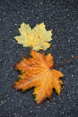 Colorful autumn plants on natur background