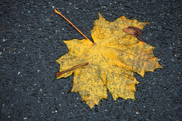 Colorful autumn plants on natur background