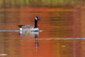  Canada goose (Branta canadensis) in autumn light