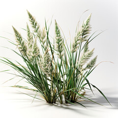 Obraz premium A bunch of white flowers and frass white isolated cutout element.