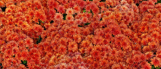 Obraz premium Chrysanthemums orange colored garden field, summer plant fresh flora outdoors. AI generated.