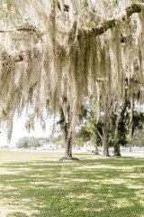 Spanish moss on sunny day close up. Georgia, USA