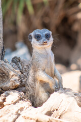 Cute social and always alert suricate (meerkat)