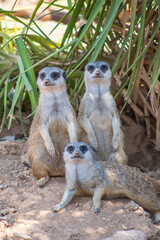 A group of cute social and always alert suricates (meerkats)