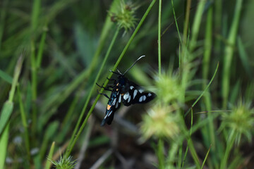 butterfly on grass