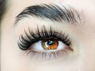 Fototapeta premium Close up of eye with eyelash extensions ,beauty salon treatment ,