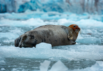 Bearded Seal