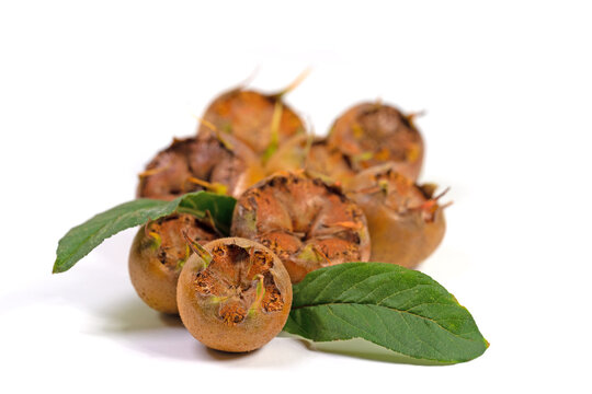Mispeln, Mespilus germanica, Fr&uuml;chte vor wei&szlig;em Hintergrund