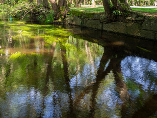 Naklejka premium Reflejos en el río de árboles verdes con troncos marrones en Allaritz, pueblo de Orense, visitando Galicia en verano de 2021. España