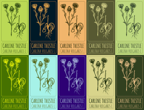 Set of drawing of CARLINE THISTLE in various colors. Hand drawn illustration. Latin name CARLINA VULGARIS L.