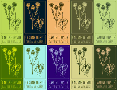 Set of vector drawing of CARLINE THISTLE in various colors. Hand drawn illustration. Latin name CARLINA VULGARIS L.