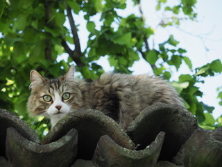 gray tabby cat on a wall