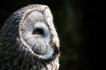 Great grey owl, Strix nebulosa, portrait with green bokeh background