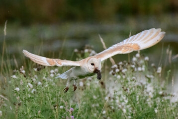 Barn owl with prey