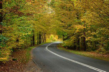 Asfaltowa droga w liściastym, bukowym lesie. Pobocze pokrywa warstwa brązowych liści. Jest jesień część liści przybrała żółty i brązowy kolor.